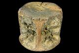 Fossil Hadrosaur Vertebra - Alberta (Disposition #-) #134511-2